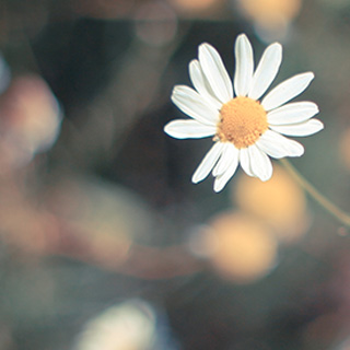 账号出售平台的艾皇手机号测压